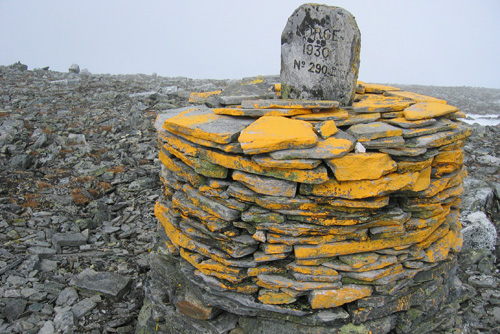 Måskugaisi